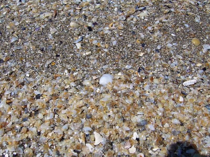 img00005.jpg