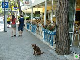 dovolenka so psom