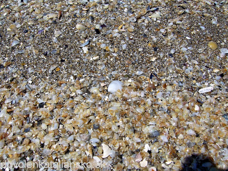 img00017.jpg